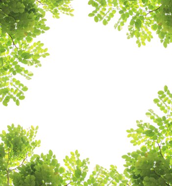 beyaz arkaplanda yeşil yapraklar izole