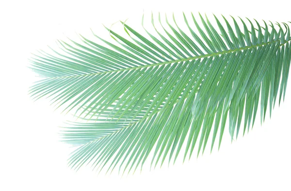 Palmblad isolerad på vit bakgrund — Stockfoto