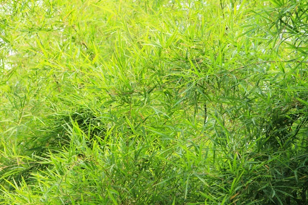 Grüner Bambus hinterlässt Hintergrund — Stockfoto