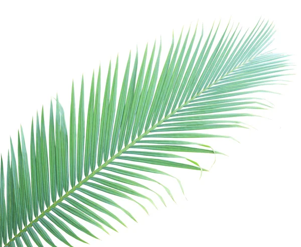 Palm leaf isolated on white background — Stock Photo, Image