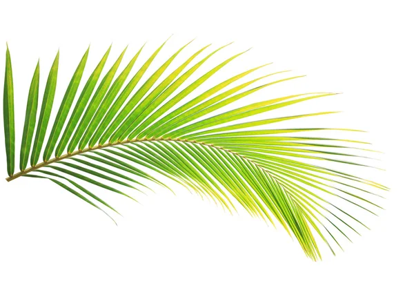 Coconut leaf isolated on white background — Stock Photo, Image