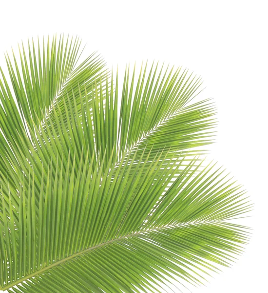 白い背景に孤立したココナッツの葉 — ストック写真
