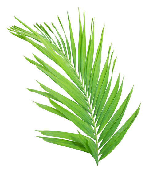 Green palm leaf isolated on white background