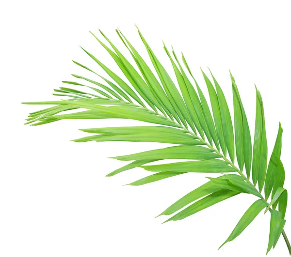 Beyaz arkaplanda yeşil palmiye yaprağı izole