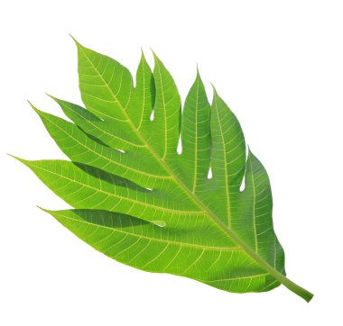 Breadfruit leaf texture or background clipart