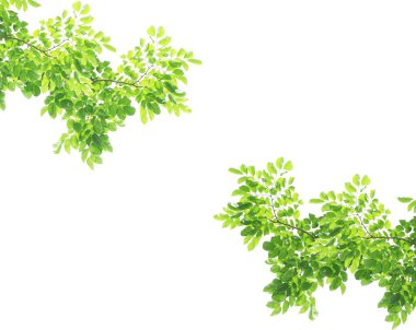 yeşil yapraklar arkaplan