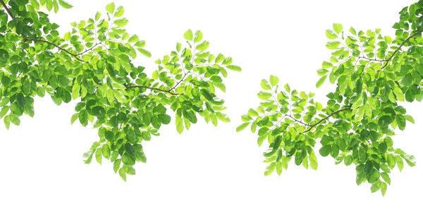 Yeşil yaprakları wihte arka plan üzerinde izole