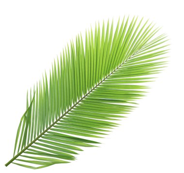 Beyaz arkaplanda hindistan cevizi yaprağı izole edildi