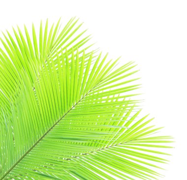 Yeşil Hindistan cevizi yaprakları üzerinde izole beyaz arka plan