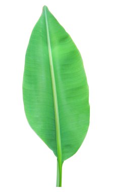 Beyaz arkaplanda muz yaprağı izole