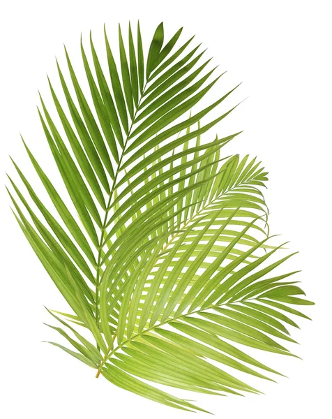 Liść palmowy izolowany na białym tle — Zdjęcie stockowe