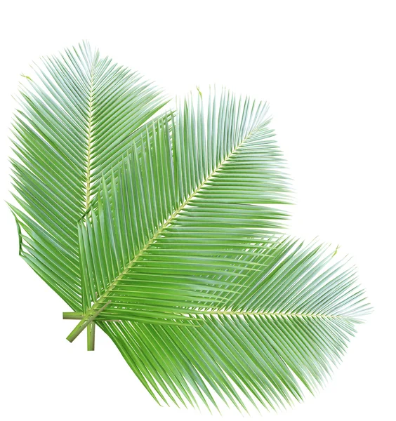 Hojas de coco verde aisladas sobre fondo blanco — Foto de Stock