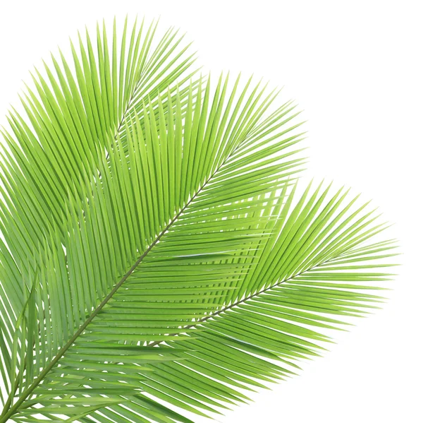 Hindistan cevizi yaprakları beyaz arkaplanda izole