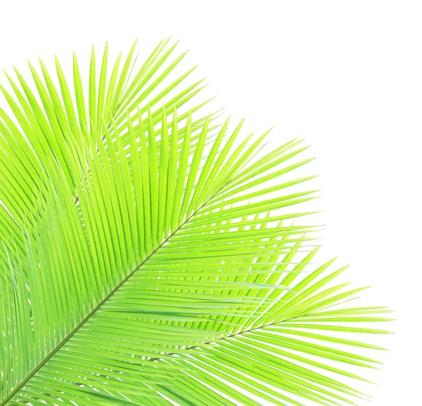 Yeşil Hindistan cevizi yaprakları üzerinde izole beyaz arka plan