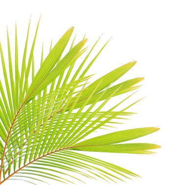 Beyaz arkaplanda hindistan cevizi yaprağı izole edildi