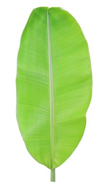 Beyaz arkaplanda muz yaprağı izole