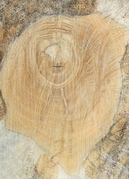 Fa fűrészáru textúra szelet — Stock Fotó