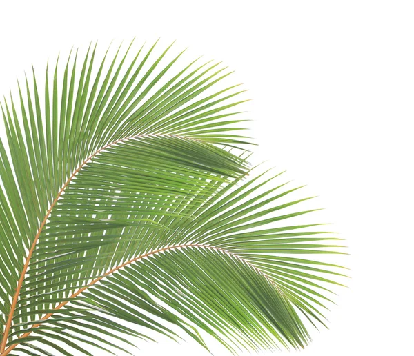 Coconut leaf isolated on white background — Stock Photo, Image