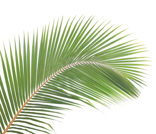 Coconut leaf isolated on white background — Stock Photo, Image