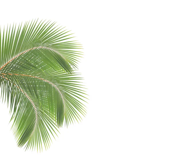 Coconut leaf isolated on white background — Stock Photo, Image