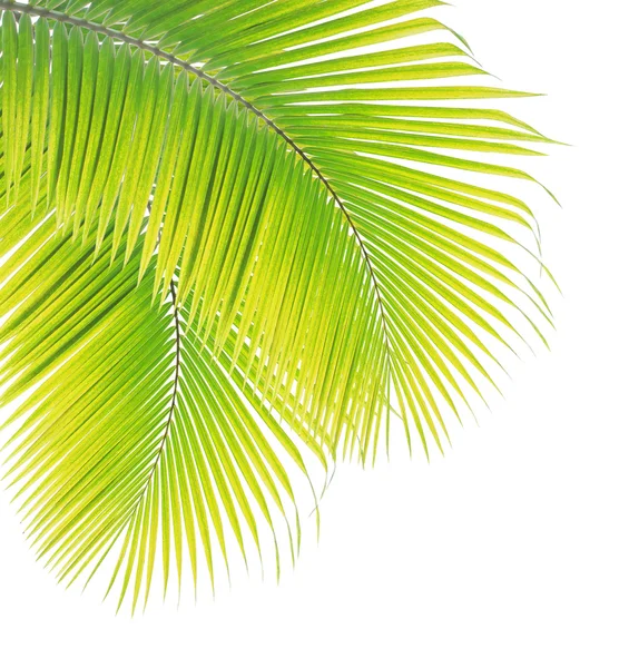 Coconut leaf isolated on white background — Stock Photo, Image