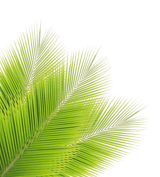 Coconut leaf isolated on white background — Stock Photo, Image