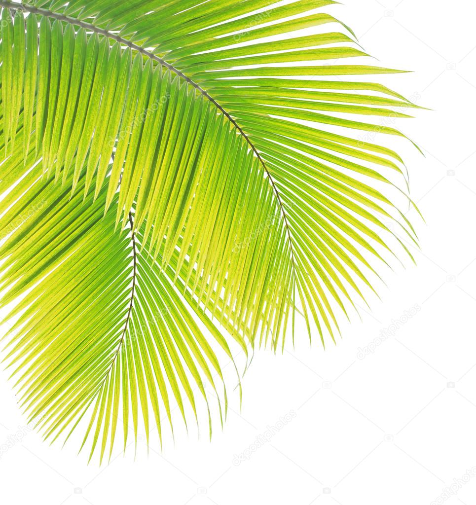 Coconut leaf isolated on white background Stock Photo by ©drpnncpp 117412290
