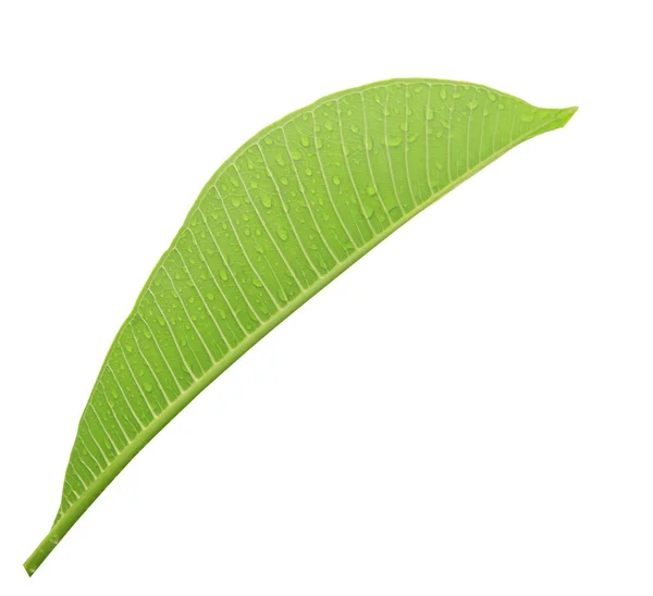 白い背景に孤立したフランジパニの葉 — ストック写真