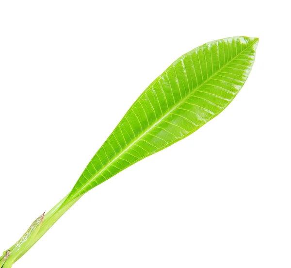 Hoja de Frangipani aislada sobre fondo blanco — Foto de Stock