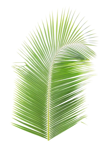 Hoja de coco aislada sobre fondo blanco — Foto de Stock