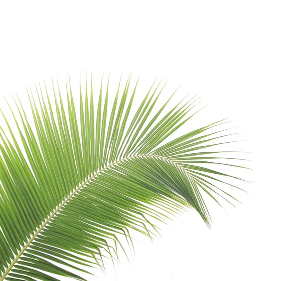 Coconut leaf isolated on white background — Stock Photo, Image