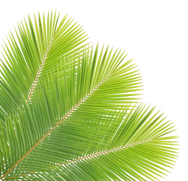 하얀 배경에 분리되어 있는 코코넛 잎 — 스톡 사진
