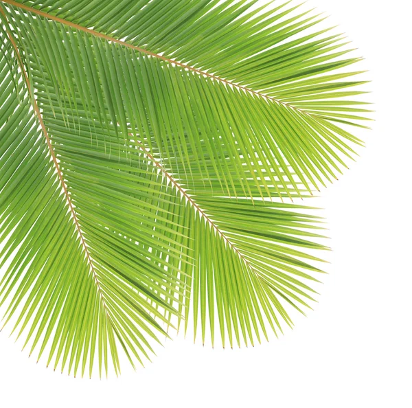 Coconut leaf isolated on white background — Stock Photo, Image