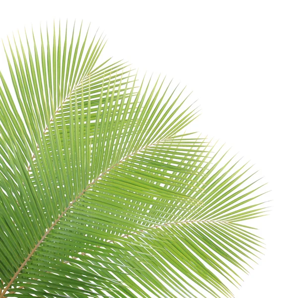 Folhas de coco verde isoladas no fundo branco — Fotografia de Stock