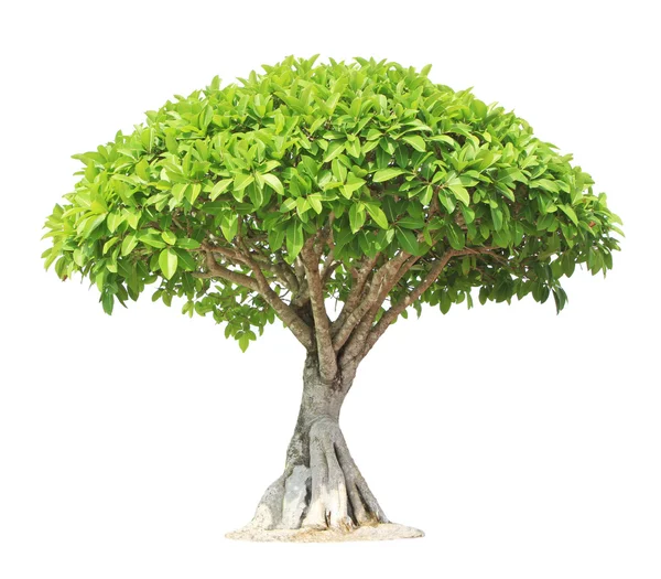 Banyan veya ficus bonsai ağacı