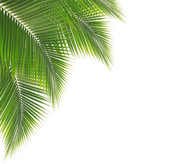 Green coconut leaf frame — Stock Photo, Image