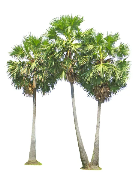 Açúcar palmeiras — Fotografia de Stock