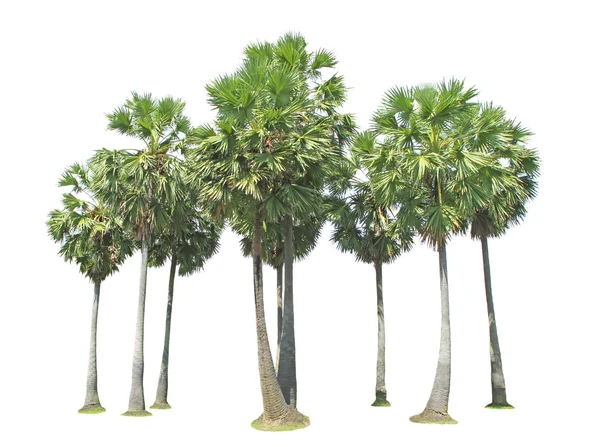 Sugar palm trees — Stock Photo, Image