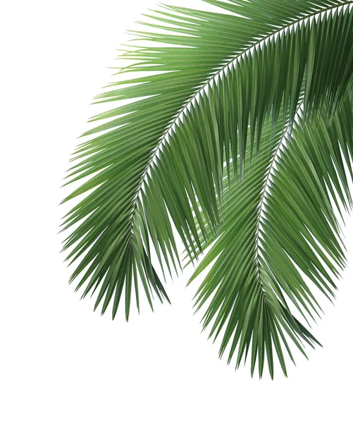 Green coconut leaves frame — Stock Photo, Image