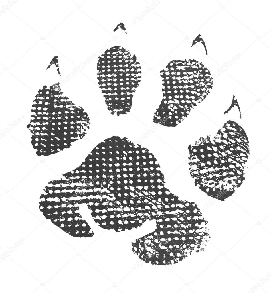 Animal footprint isolated on white background