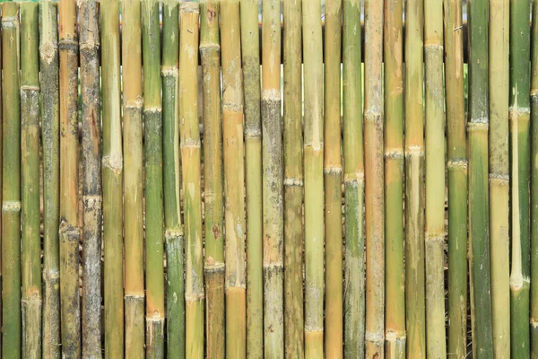 Green bamboo wall background — Stock Photo, Image