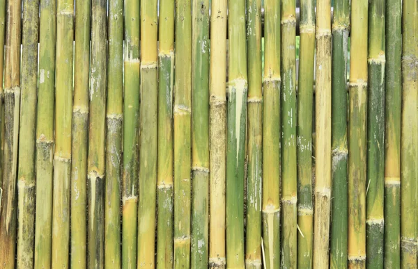 Green bamboo wall background — Stock Photo, Image