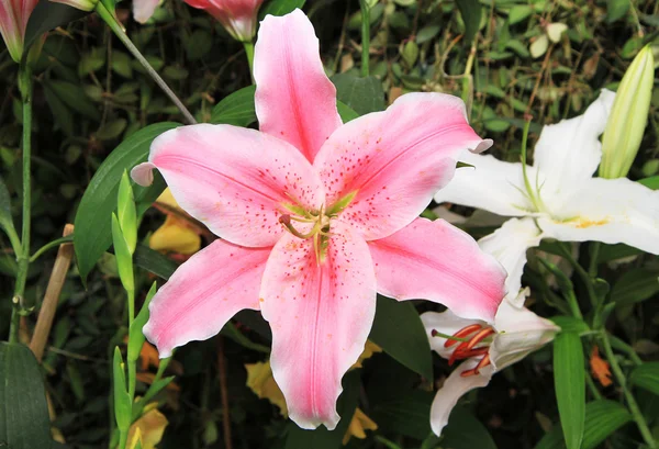 ピンクのユリの花 — ストック写真