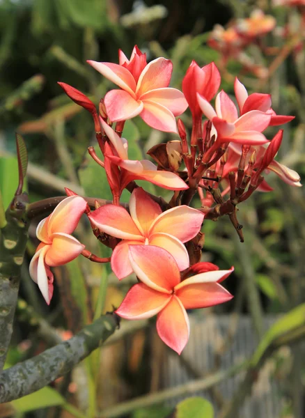 Orange plumeria blommor — Stockfoto