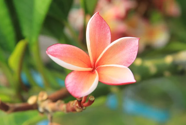Bunga plumeria oranye — Stok Foto