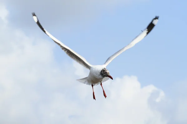 Seagull flying — Stock Photo, Image