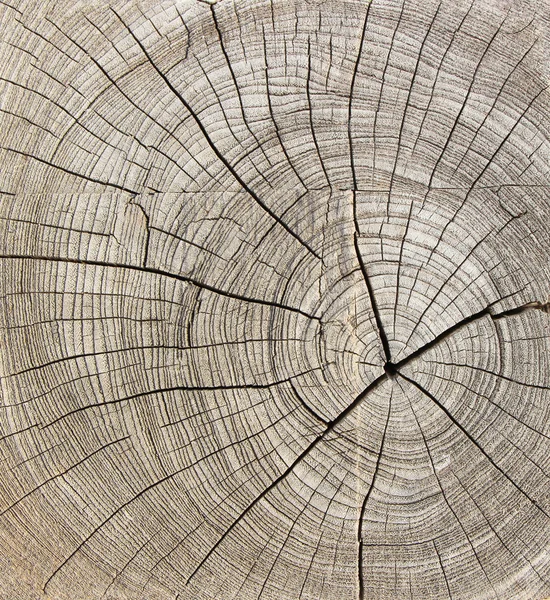 Průřez kmene stromu — Stock fotografie