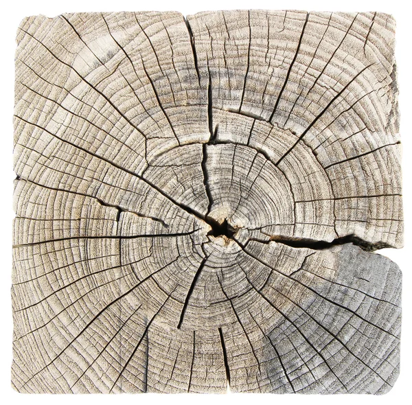 Ağaç gövdesinin kesiti