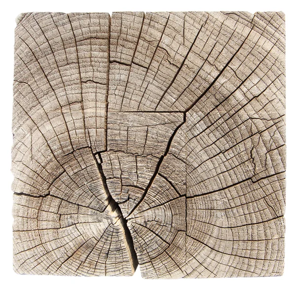 Průřez kmene stromu — Stock fotografie