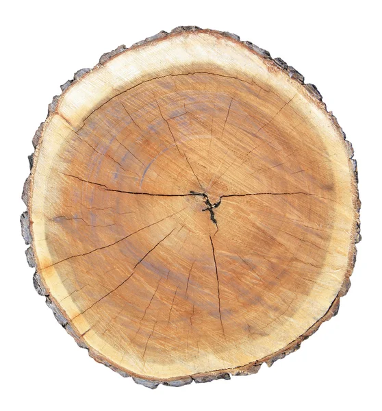 Pařez stromu izolované na bílém pozadí — Stock fotografie